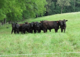 black cattle stand in a group on a green field with forest in the background, behind electric fence