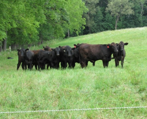 black cattle stand in a group on a green field with forest in the background, behind electric fence