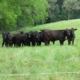 black cattle stand in a group on a green field with forest in the background, behind electric fence