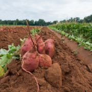 sweet potatoes sit on soil under the sky in a field during harvest