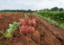 sweet potatoes sit on soil under the sky in a field during harvest