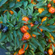 colored bell peppers grow between green leaves