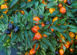 colored bell peppers grow between green leaves