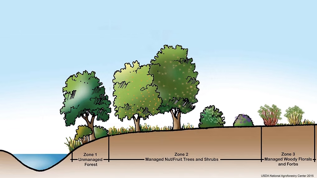 Figure illustrating the different zones. Zone 1, unmanaged forest. Zone 2. Managed Nut/Fruit Trees and Shrubs. Zone 3 - Managed Woody Florals and Forbs.