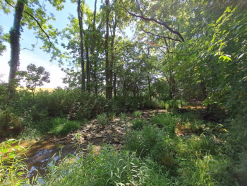 Native riparian species in restored riparian area. 