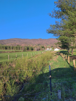 Fenced riparian area in livestock field.