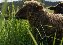 Photo of the profile of a dark brown sheep standing in tall grass, looking left.