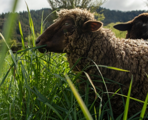 Photo of the profile of a dark brown sheep standing in tall grass, looking left.