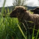 Photo of the profile of a dark brown sheep standing in tall grass, looking left.