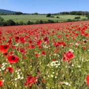 a field of flowers in the foreground, with trees, fields, and hills beyond