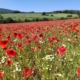 a field of flowers in the foreground, with trees, fields, and hills beyond