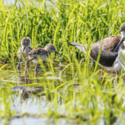 black-necked stilt and two chicks among rice plants in a flooded field