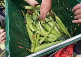 hands reach into a bin of sweet corn in the husk