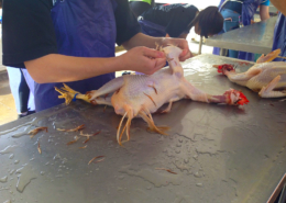 woman plucking feathers from chicken