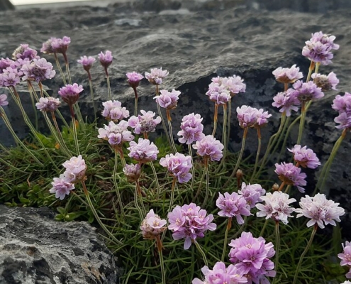 purple flowers blooming between rocks under cloudy sky