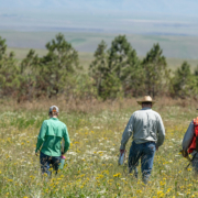 three people walk away through a field of tall plants with trees in the background