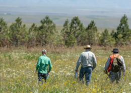 three people walk away through a field of tall plants with trees in the background