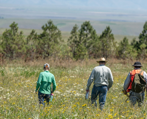three people walk away through a field of tall plants with trees in the background