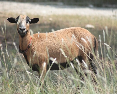 Barbados blackbelly sheep shading in tall grass