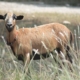 Barbados blackbelly sheep shading in tall grass