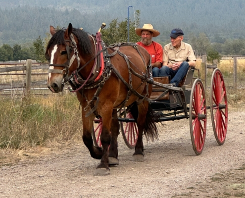 people ride in a buggy pulled by a draft horse in harness