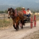 people ride in a buggy pulled by a draft horse in harness