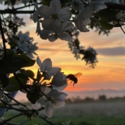 bumble bee on apple blossoms with sunset background