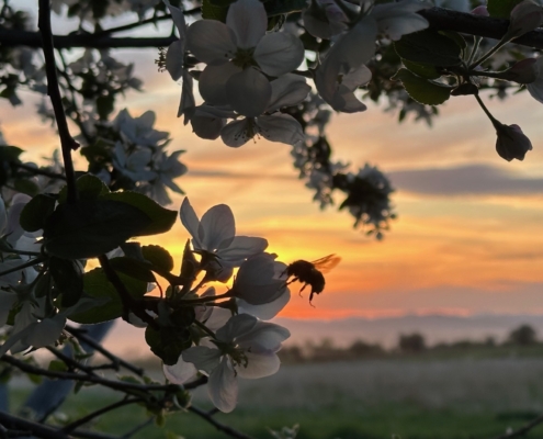 bumble bee on apple blossoms with sunset background