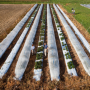 Overhead view of strawberry rows covered in white row cover.