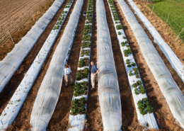 Overhead view of strawberry rows covered in white row cover.
