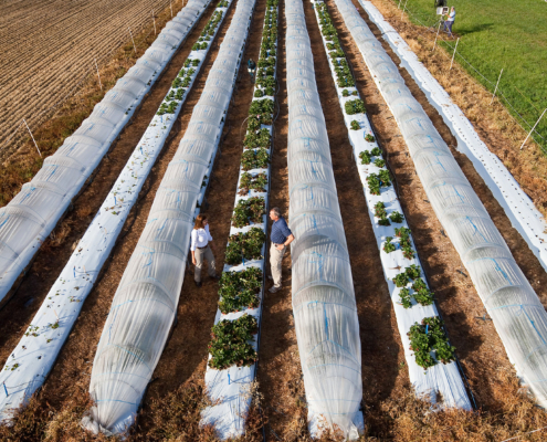 Overhead view of strawberry rows covered in white row cover.