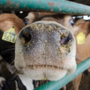 dairy cow's nose, showing through bars of a gate