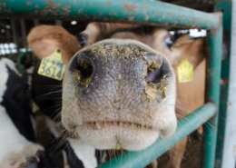 dairy cow's nose, showing through bars of a gate