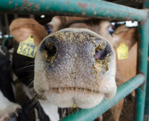 dairy cow's nose, showing through bars of a gate
