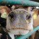 dairy cow's nose, showing through bars of a gate