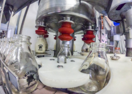 glass milk bottles being filled by machinery