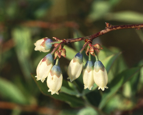 a cluster of blueberry flowers in bloom against a blurred vegetative background