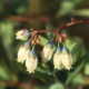 a cluster of blueberry flowers in bloom against a blurred vegetative background