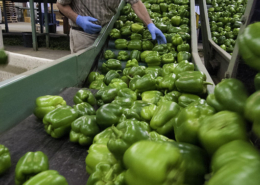 green peppers move down a conveyor, with a person standing at the side