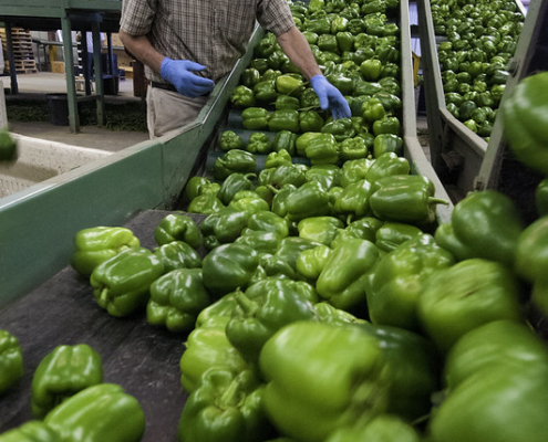 green peppers move down a conveyor, with a person standing at the side