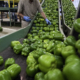 green peppers move down a conveyor, with a person standing at the side