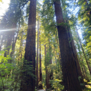 Sun streaming through redwoods