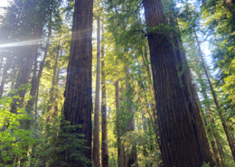 Sun streaming through redwoods
