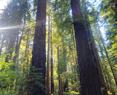 Sun streaming through redwoods