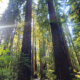 Sun streaming through redwoods