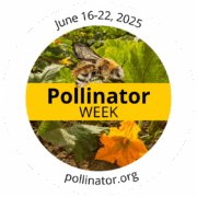circular Pollinator Week logo, June 16-22, with bee and flower photos
