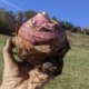 hand holding up taro root in front of blue sky and field background