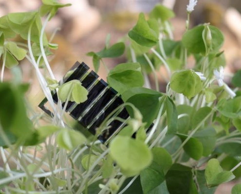 tiny solar power module among plant leaves