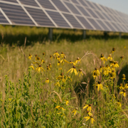 grass and yellow flowers grow in front of solar panels