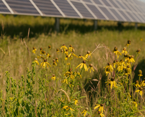 grass and yellow flowers grow in front of solar panels